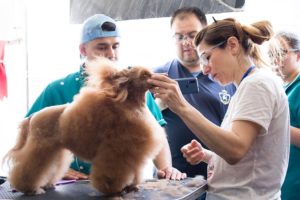 Seminarios de Peluquería Canina en Colombia y Costa Rica