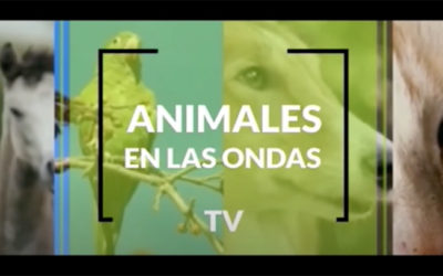 Entrevista sobre peluquería canina en el canal de TV «Animales en las Ondas»